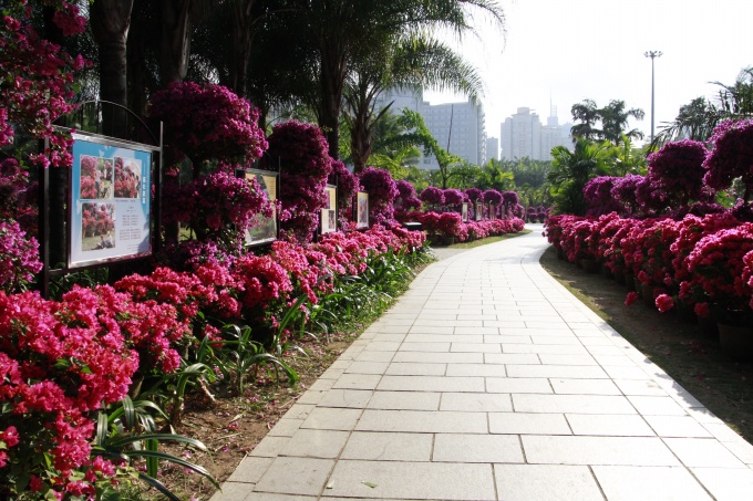 第十五屆勒杜鵑市花展開(kāi)展3