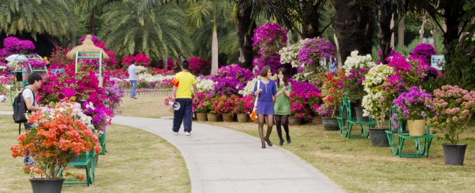 第十五屆勒杜鵑市花展開(kāi)展1