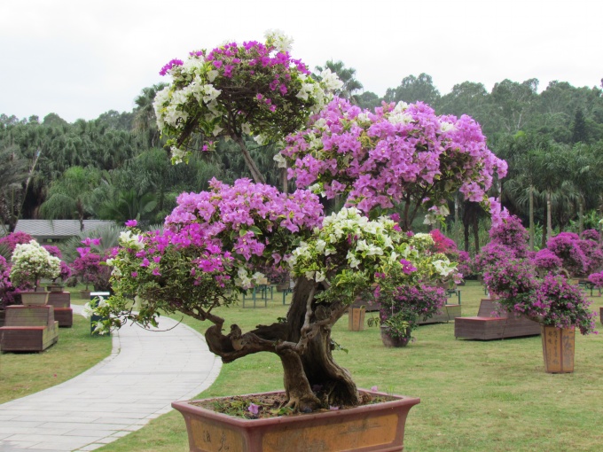 第十五屆勒杜鵑市花展開(kāi)展2