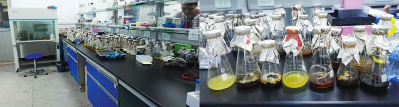 華農(nóng)中綠生物科技研究院 華農(nóng)中綠生物科技研究院