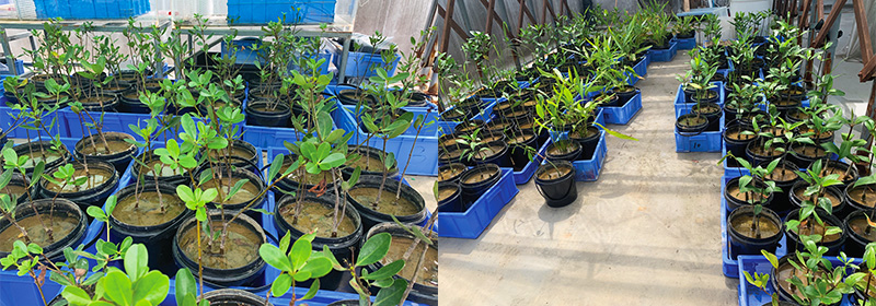 低矮型紅樹植物繁育與淺灘植被修復技術 低矮型紅樹植物繁育與淺灘植被修復技術